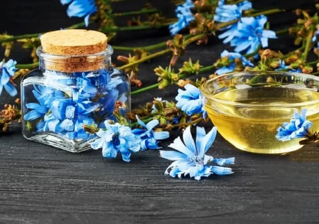 شربت کاسنی چیست و چگونه تهیه می‌شود؟